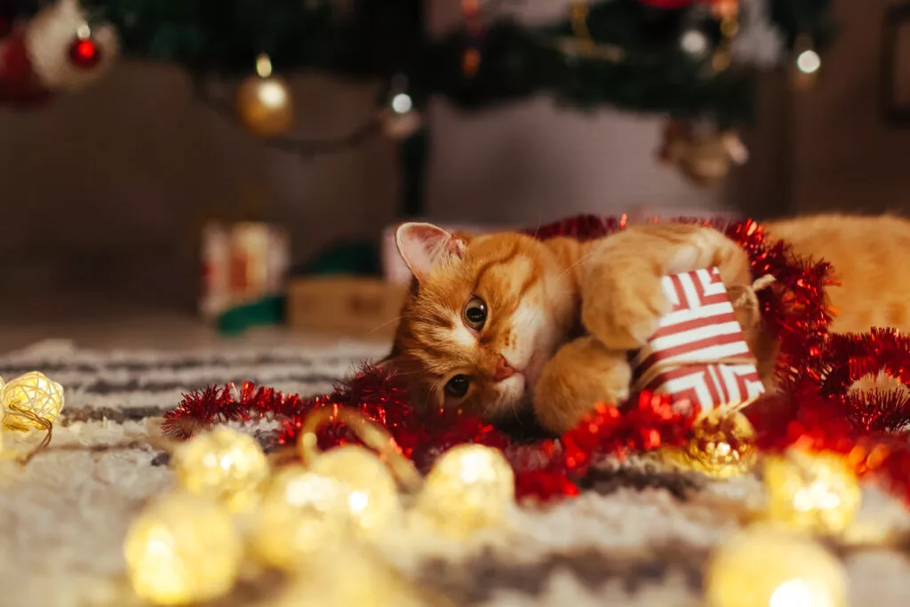 Katt som leker med julegave