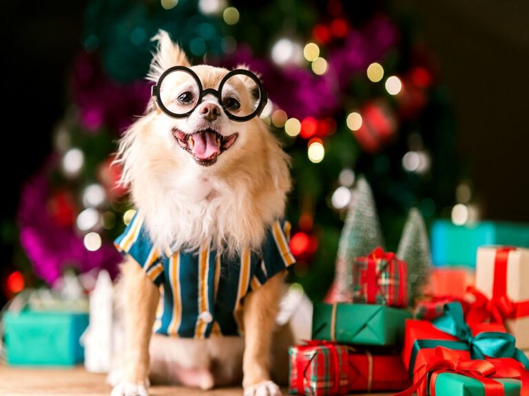 Julegaver til hund Julegaver til hund