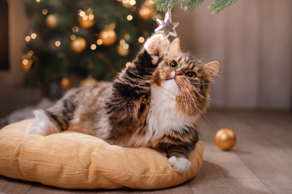 katt som leker med juletreet