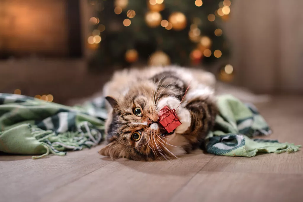 katt med julegave