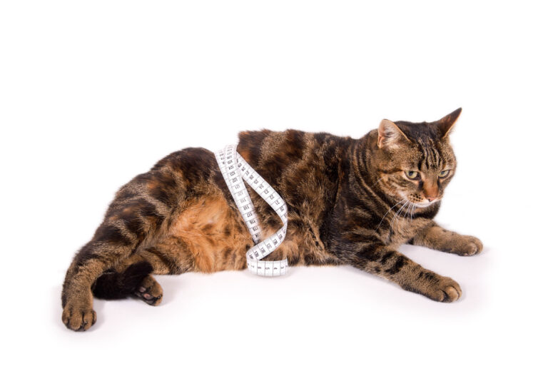 Overvektig katt med målebånd Når katten er for tykk