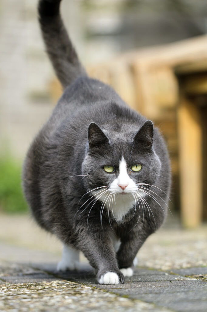 Overvektig katt som streifer rundt utendørs Overvektig katt