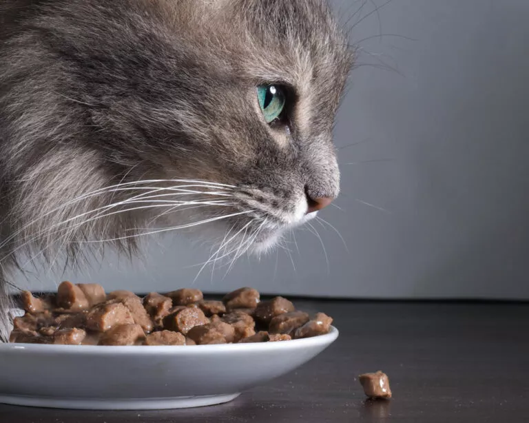 Fôrintoleranser hos katt