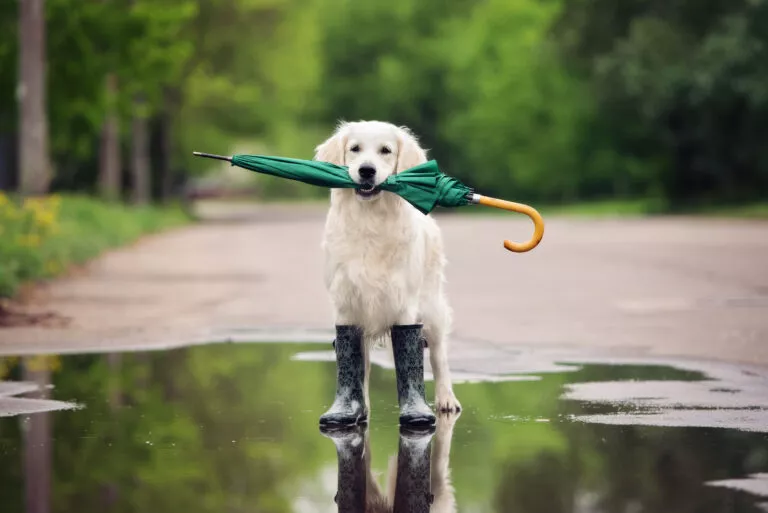 Golden Retriever med