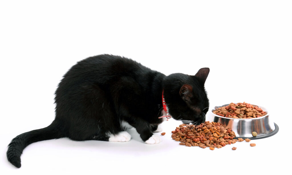 Tørrfôr eller våtfôr til katt