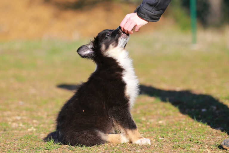 Border Collie på valpeskole