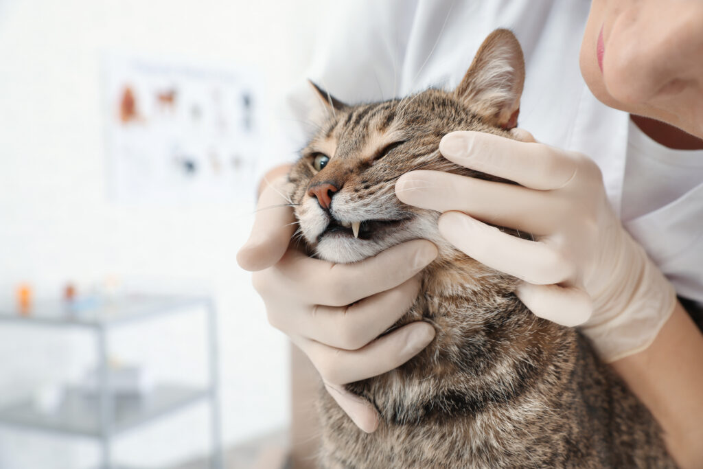 Professional veterinarian examining cat’s teeth in clinic katze hat zahnstein beim tierarzt