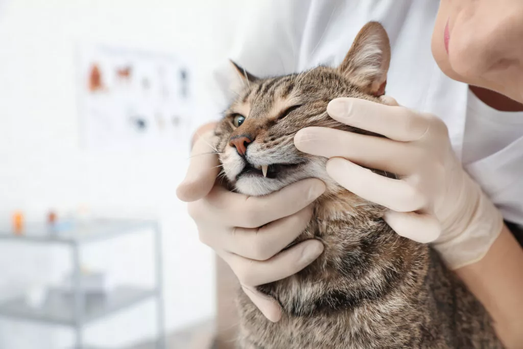 Professional veterinarian examining cat’s teeth in clinic katze hat zahnstein beim tierarzt