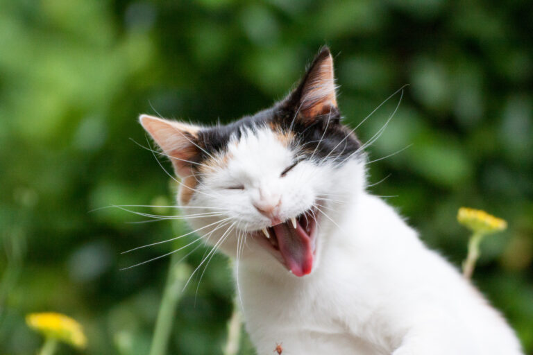 Tannstein hos katt Tannstein hos katt