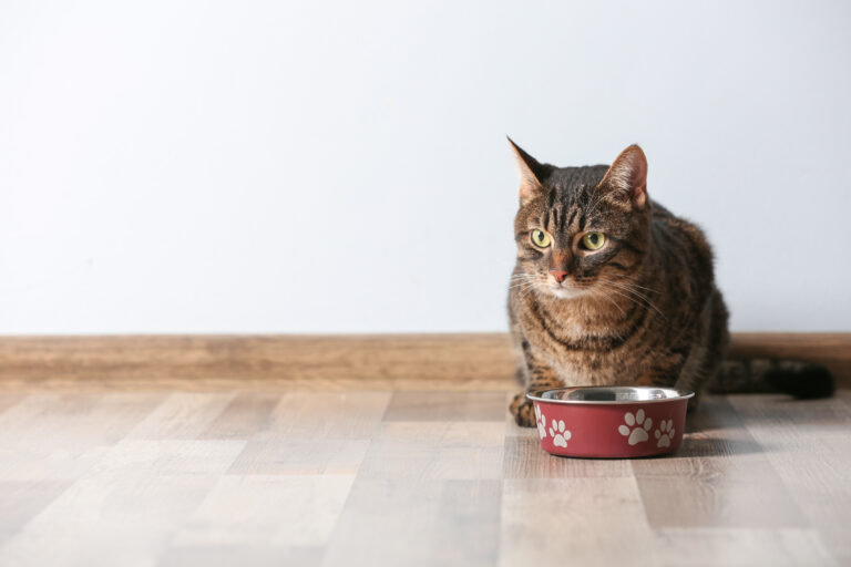 Matallergi hos katter Matallergi hos katter