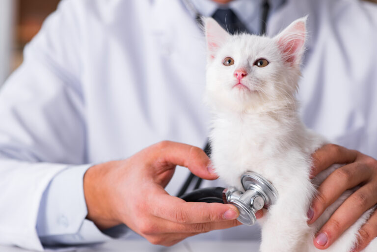 Hvit kattunge hos dyrlegen Kattunge på besøk hos dyrlegen.