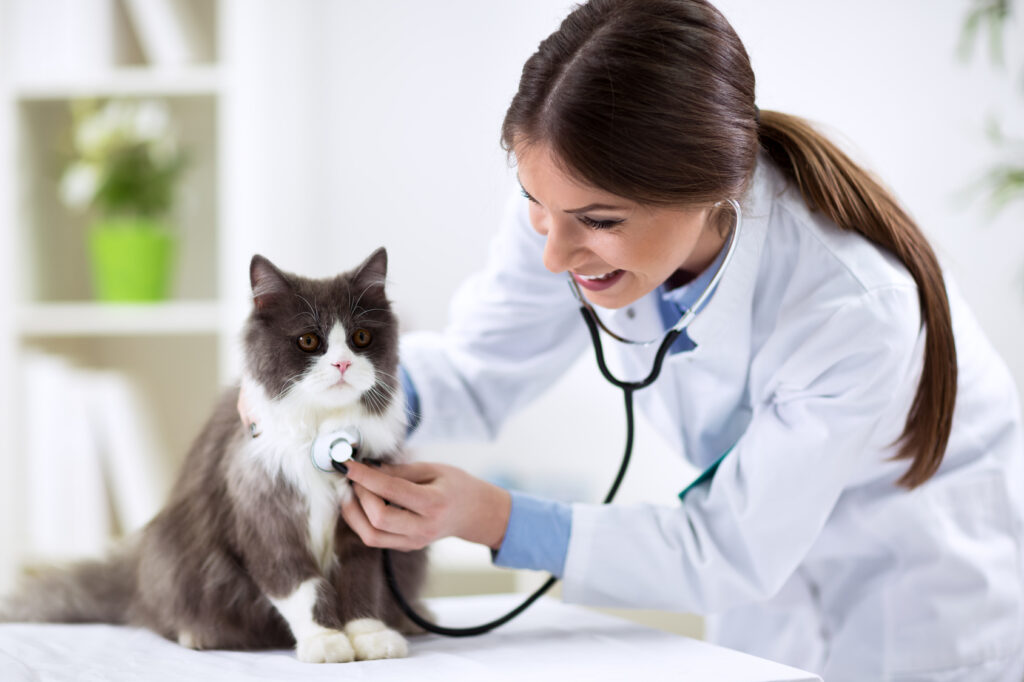 Kattens første veterinærbesøk Kattens første veterinærbesøk