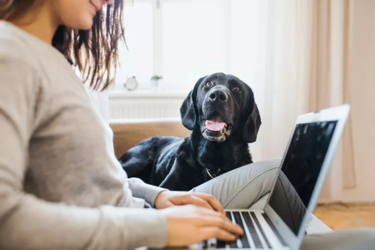 hjemmekontor med hund