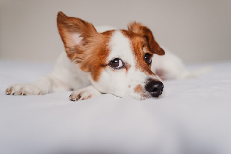 Coronavirus hos hund hundens coronavirus