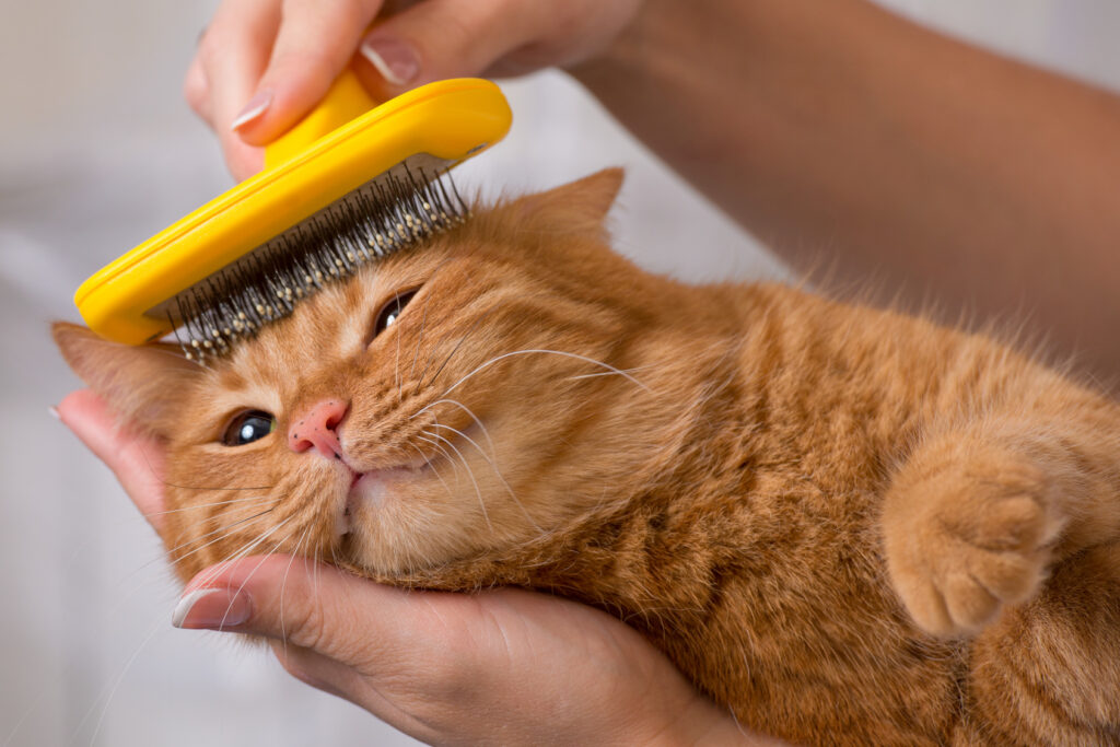 Innekatt eller utekatt