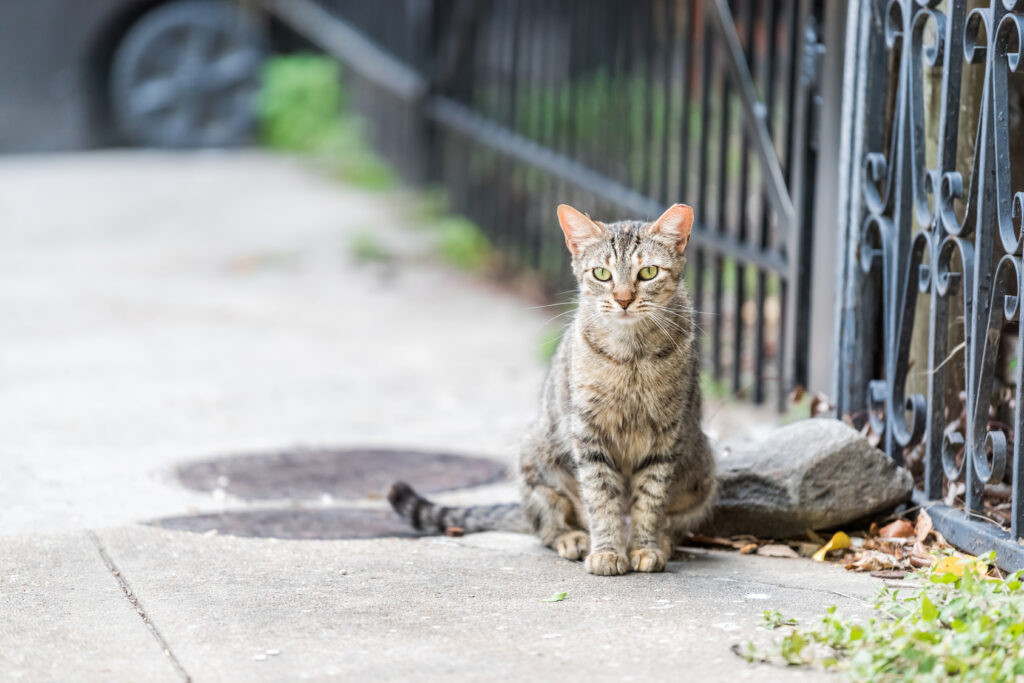 Innekatter vs. utekatter