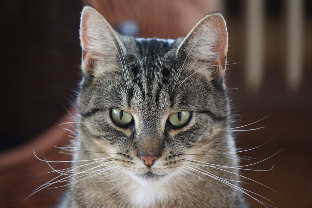 Portrett av grå katt Kattens hørsel