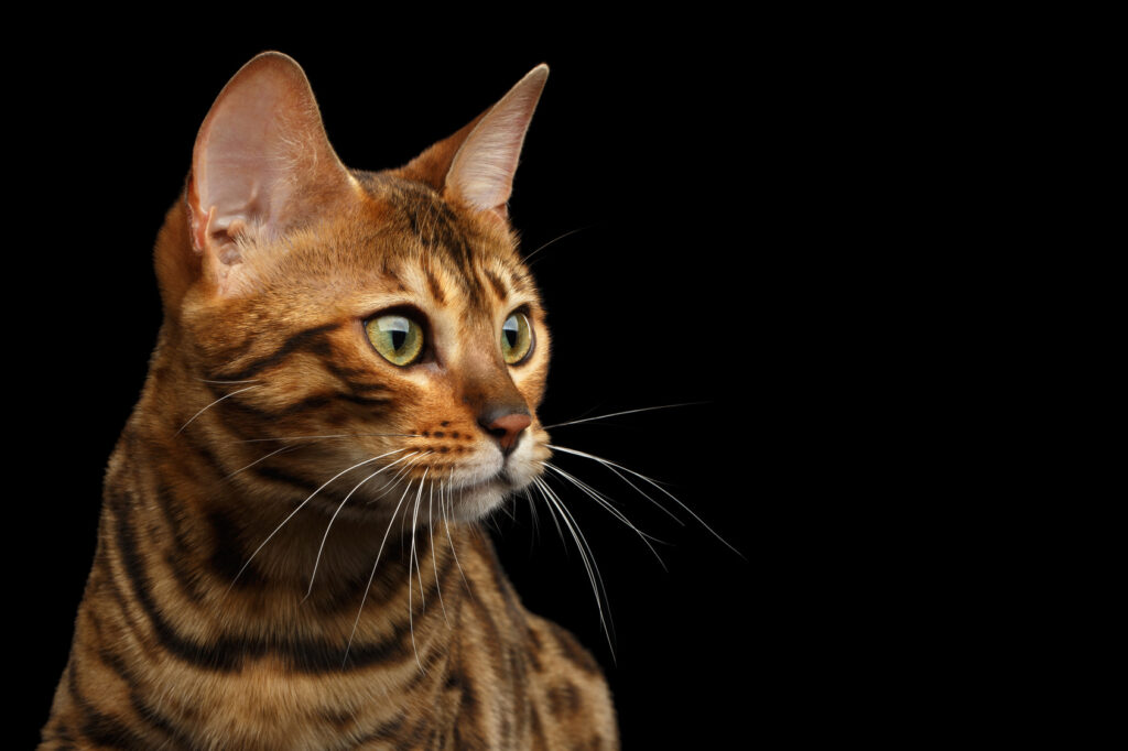 Bengal katt foran svart bakgrunn Kattens hørsel