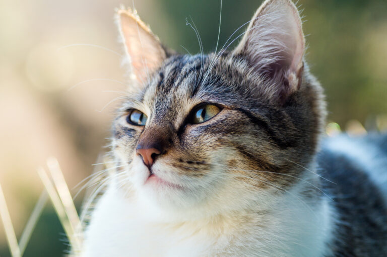kattens hørsel kattens hørsel