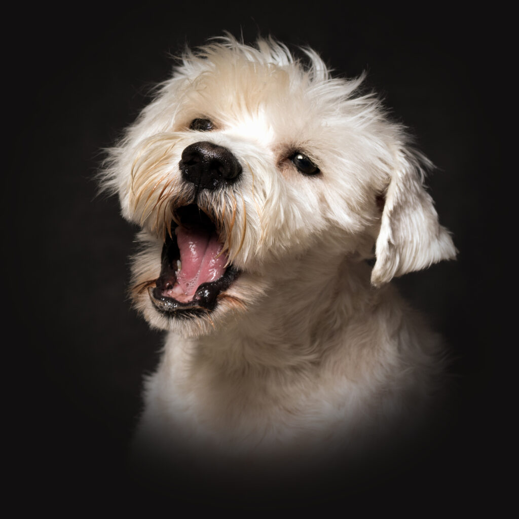 Bjeffende hund