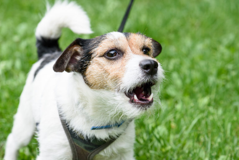 Få hunden til å bjeffe mindre Få hunden til å bjeffe mindre