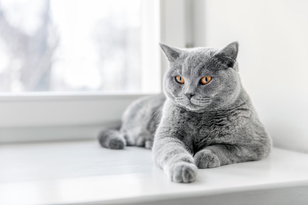 British Shorthair liggende på vinduskarm Britisk korthår liggende på vinduskarm