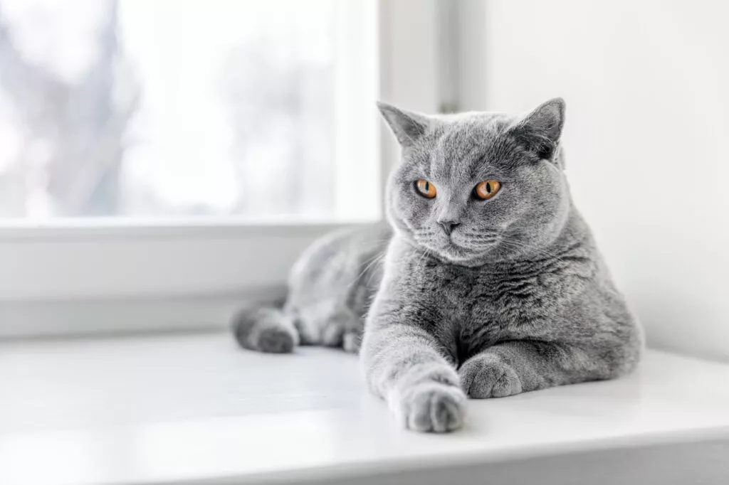 British Shorthair liggende på vinduskarm Britisk korthår liggende på vinduskarm