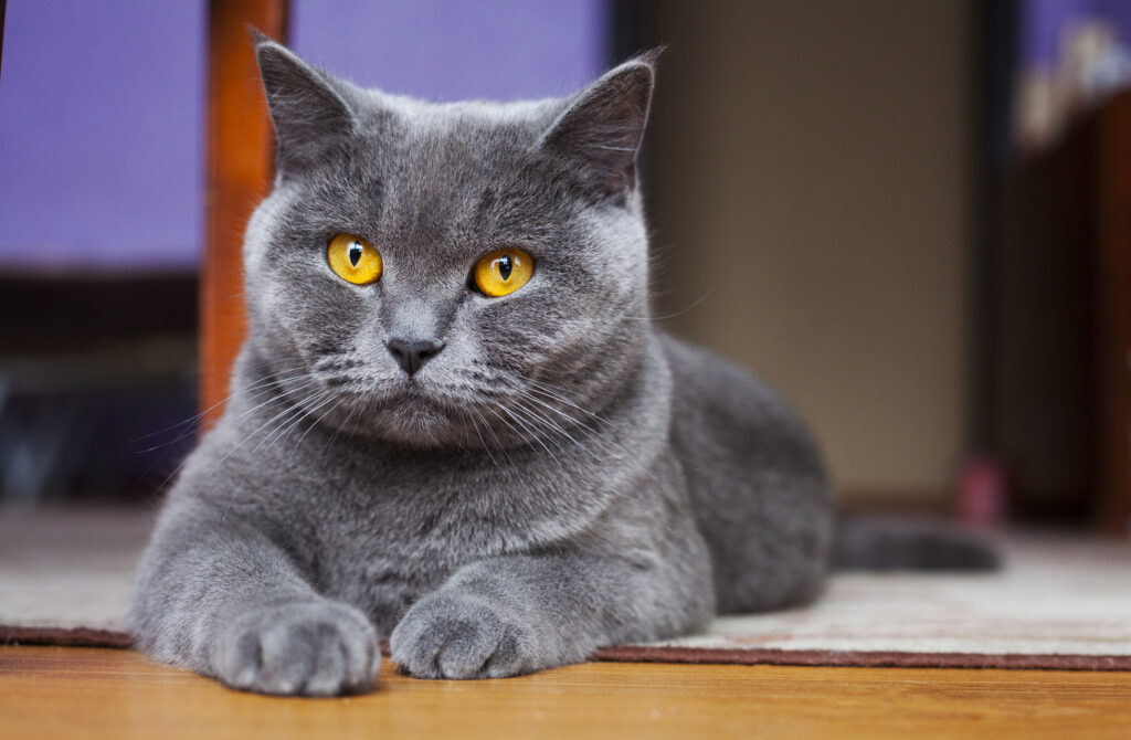 Grå British Shorthair med gule øyne Grå britisk korthår