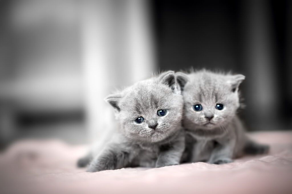 To søte British Shorthair kattunger Britisk korthår kattunger