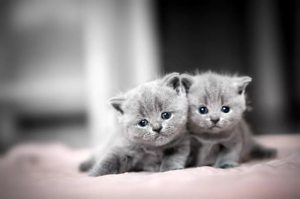 To søte British Shorthair kattunger Britisk korthår kattunger