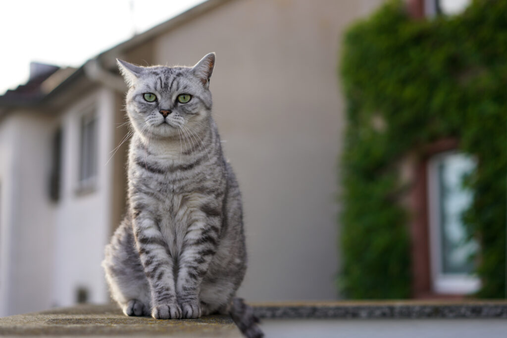 Tabby British Shorthair Britisk korthår tabby