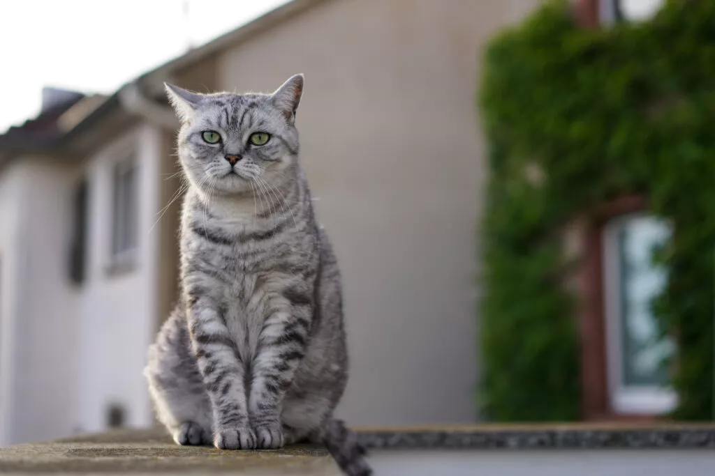 Britisk korthår tabby