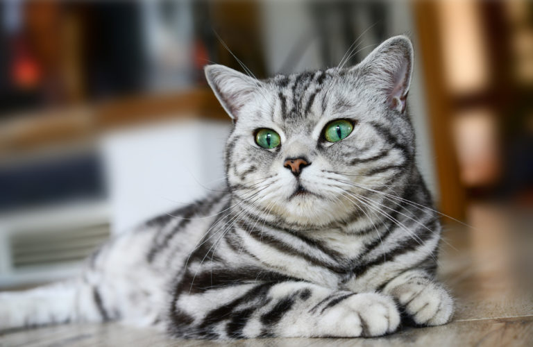 British Shorthair Britisk korthår