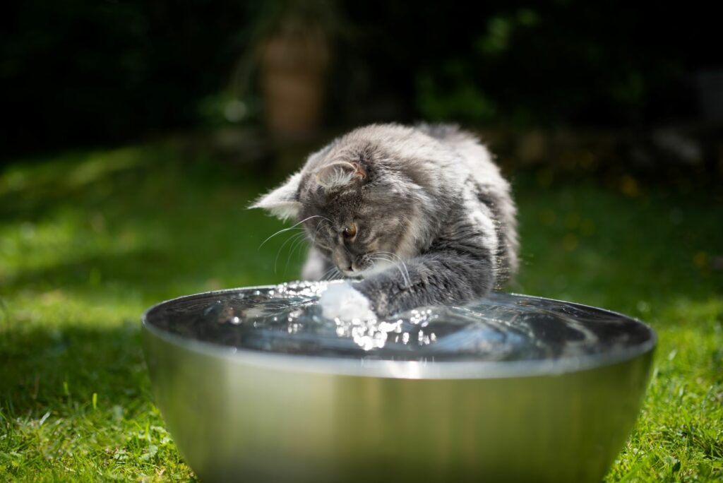 Katt som er ute i sommervarmen Katt som leker med en vannfontene