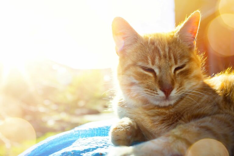 Katt soler seg i varmen Katt i varmen fra solen