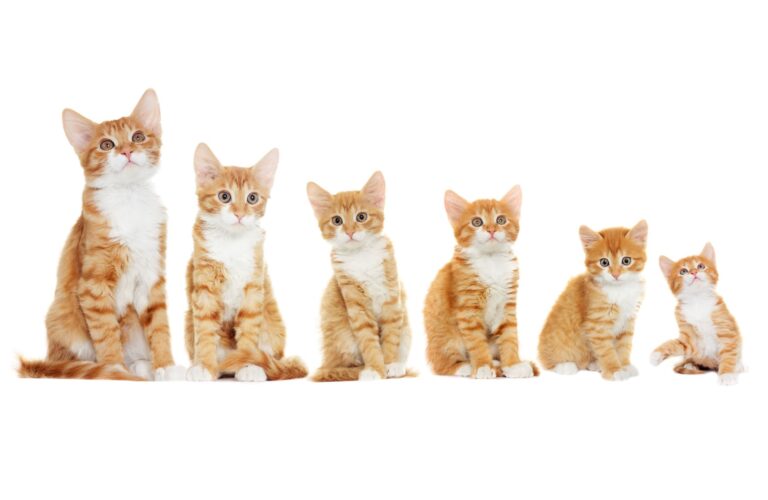 Kattens oppvekst i 6 faser Kattens oppvekst