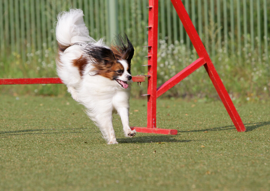Agility med liten hund Liten hund i agility løype