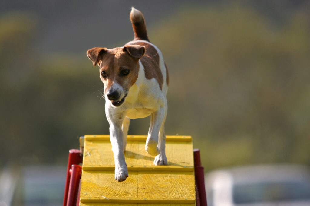 Jack russel terrier på agility vippe Liten hund på agility vippe