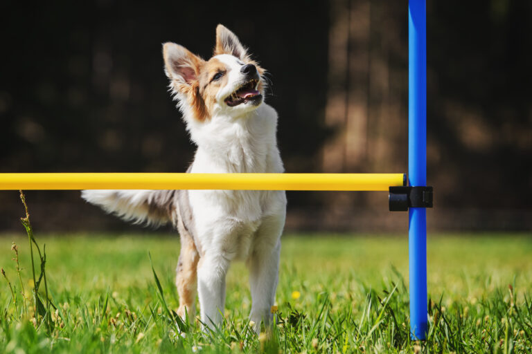 Liten hund foran agility hinder Agility med små hunder