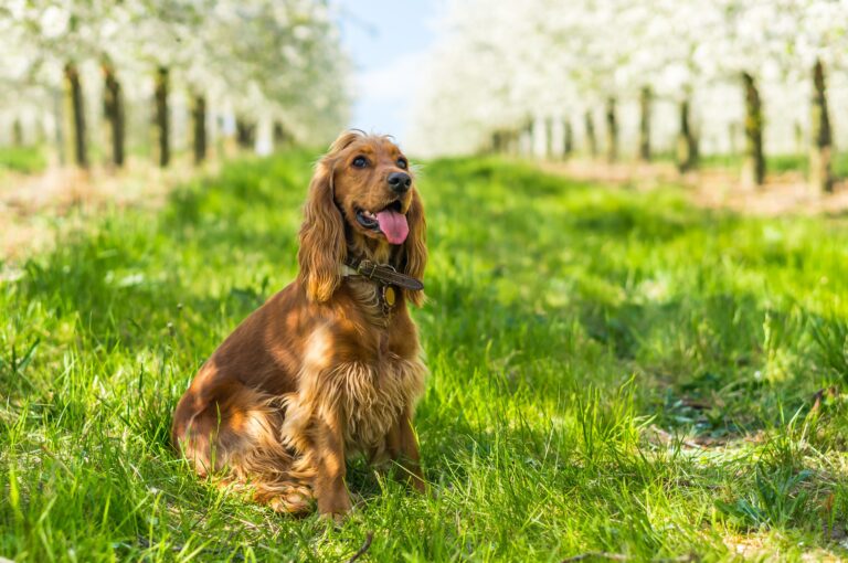 Engelsk cocker spaniel i parken Cocker spaniel