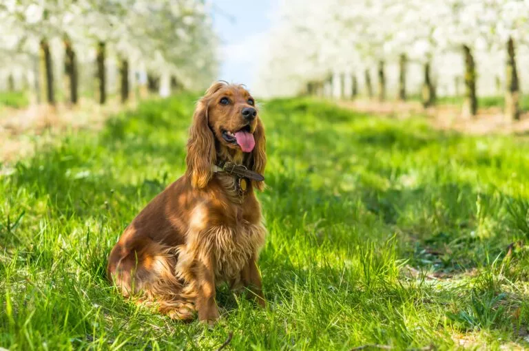 Cocker spaniel