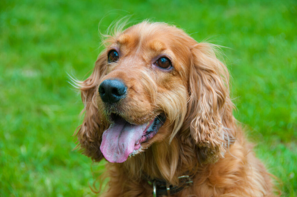 Portrett av en vakker cocker spaniel Engelsk cocker spaniel