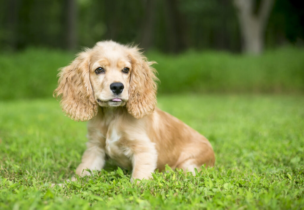 Søt liten cocker spaniel valp Cocker spaniel valp