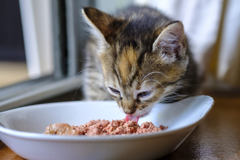 Søt kattunge spiser våtfôr fra katteskål
