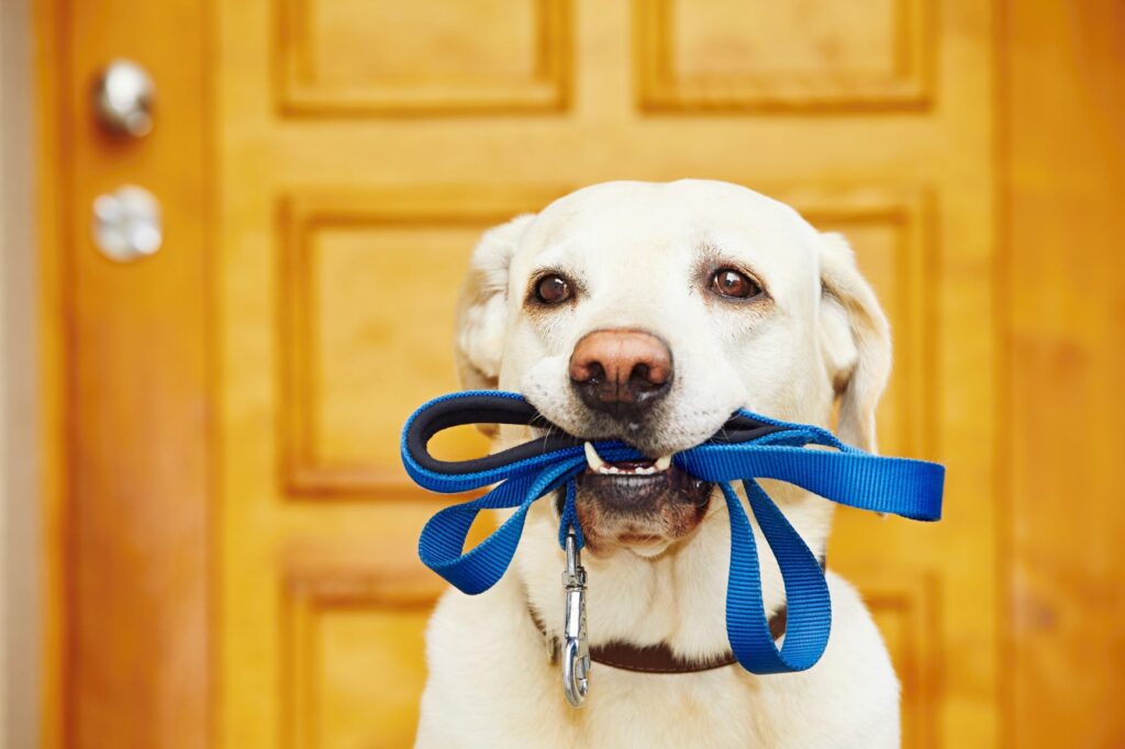 Tips til en bedre tur med hunden Søt hund med hundebåndet sitt i munnen