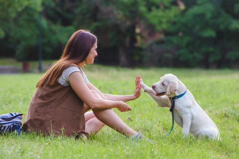 Å gå tur med hunden Søt hund gir kvinne en high five
