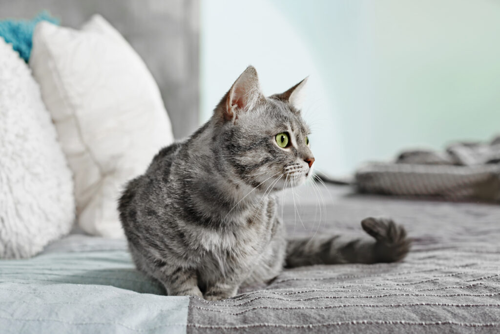Søt, leken katt som ligger i sengen. Utfordring med at katten tisser i sengen