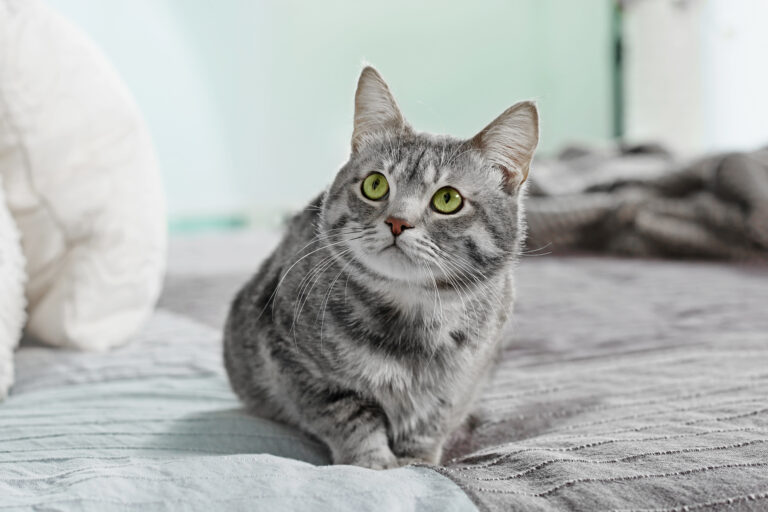 Nysgjerrig, søt katt i sengen Katten tisser i sengen