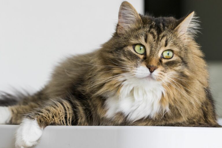 Sibirkatt Flerfarget sibirkatt