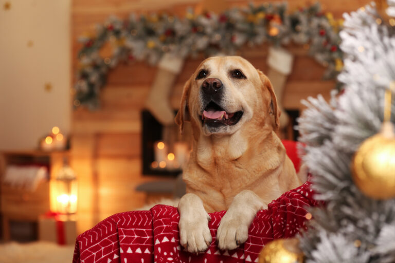 Hund som julegave Søt golden retriever i et rom med julepynt